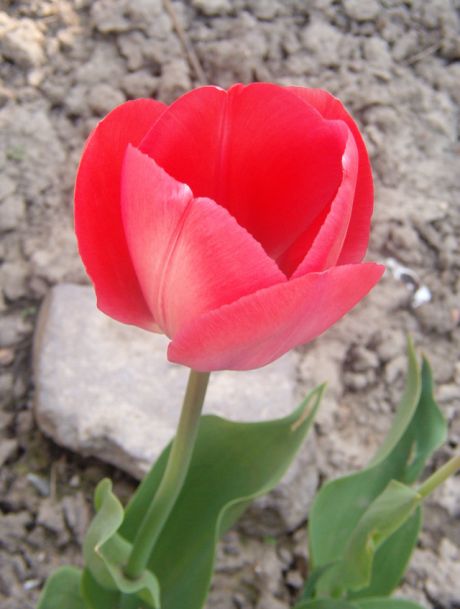 Tulipán 6.jpg