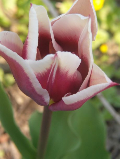 Tulipán 7.jpg