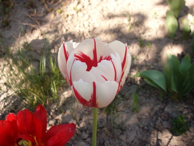 Tulipán 8.jpg
