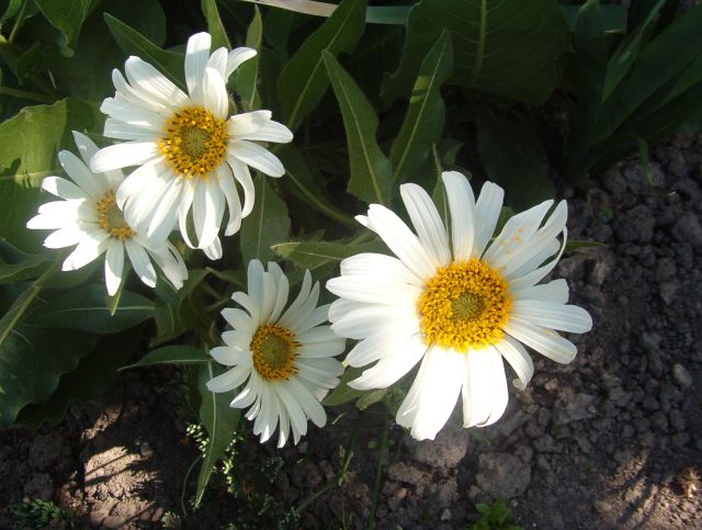 Wyethia helianthoides 1 fórumra.jpg