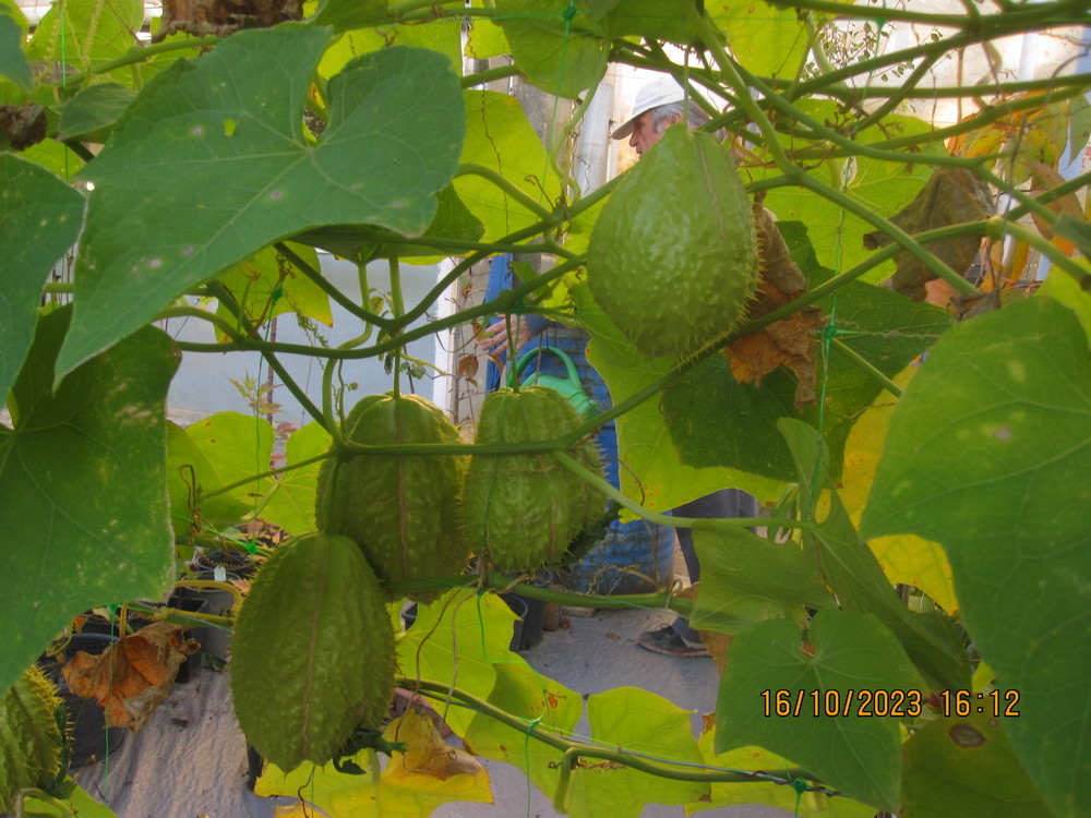 chayote_4_termes_1.JPG