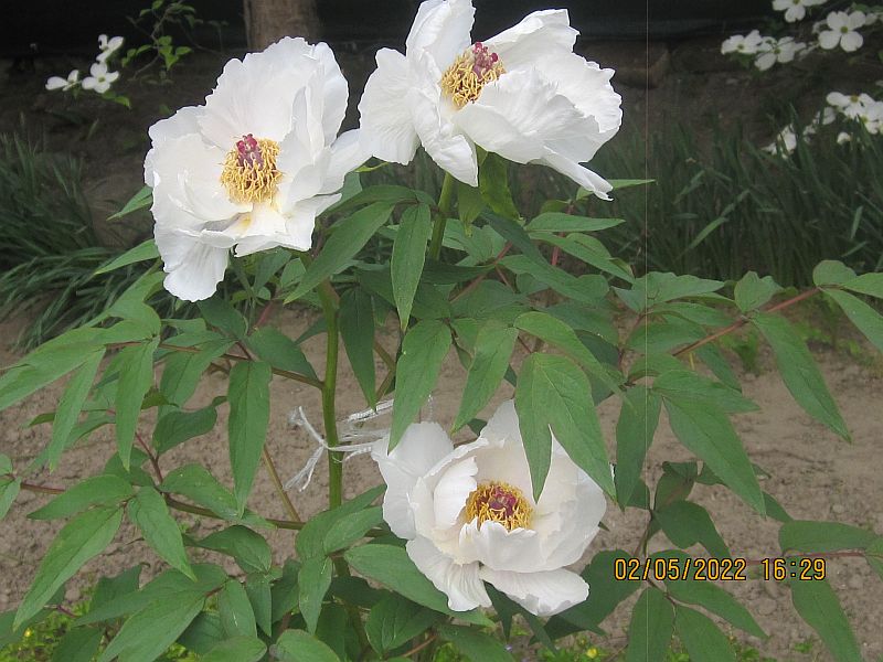 peonia_white_phonix.jpg