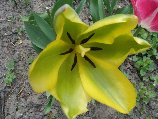 tulipán 15.jpg