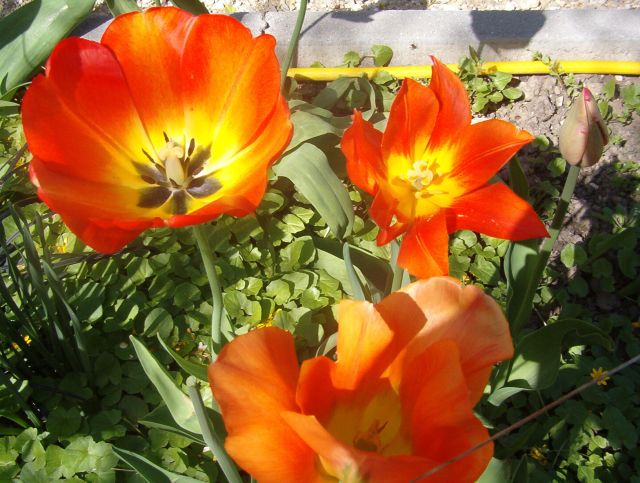 tulipán 18.jpg