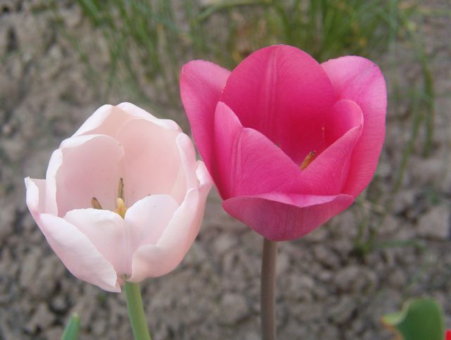 tulipán 19_1.jpg
