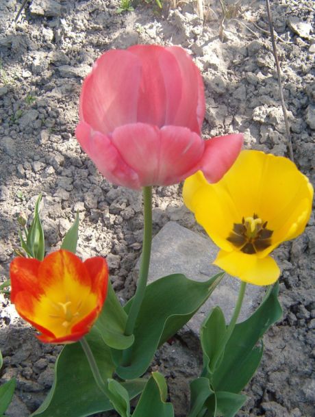 tulipán 20.jpg