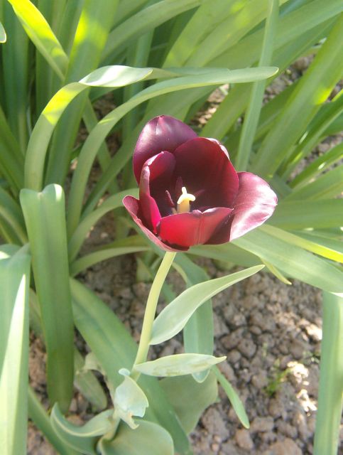 tulipán 21.jpg