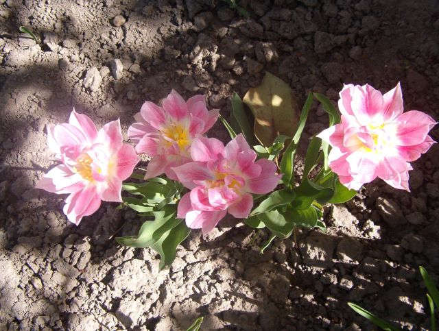 tulipán 22.jpg