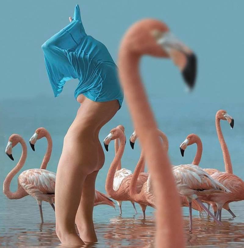 flamingo.jpg