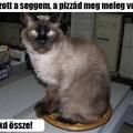 A macska meg a pizza :)