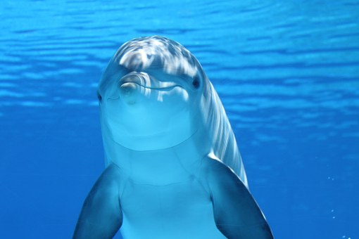 dolphin-203875_340.jpg