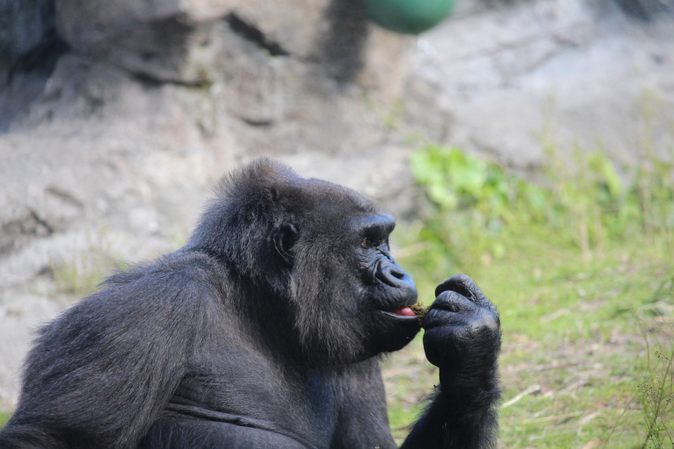 gorilla-588032_960_720.jpg
