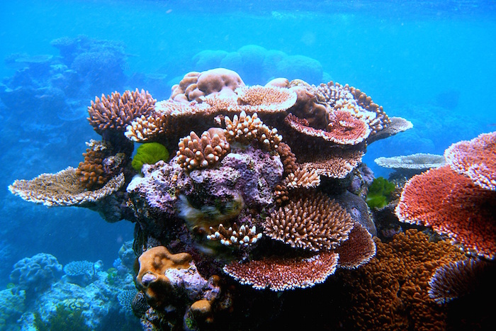 bali-korall.jpg