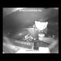 Nyest az autó motorházteteje alatt (videó)