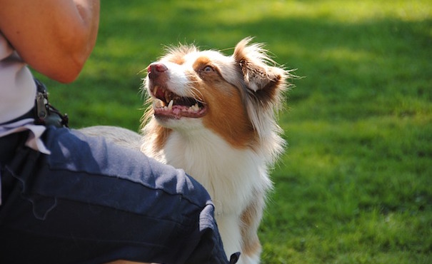 dogs-2005047_640.jpg