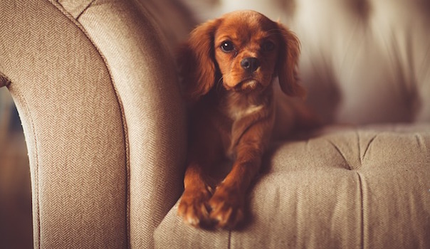adorable-1866530_640.jpg