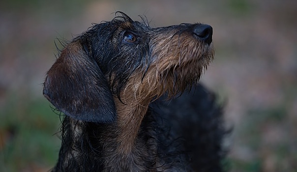 animal-1786484_640.jpg