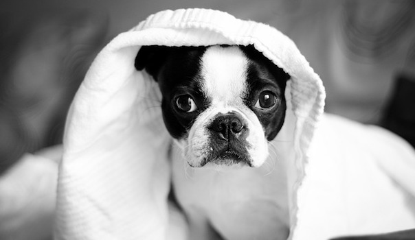 animal-1838876_640.jpg
