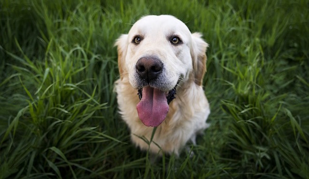 animal-1839808_640.jpg