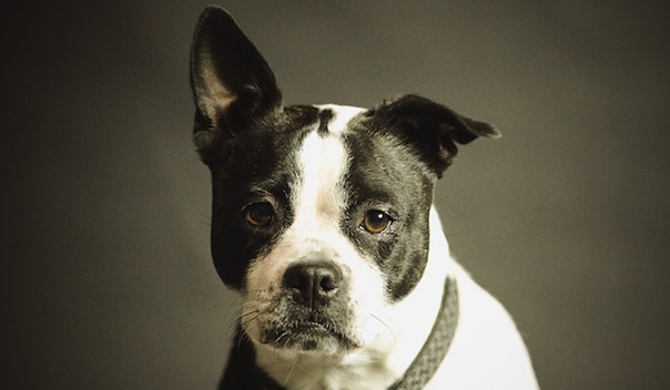 animal-2178696_640.jpg