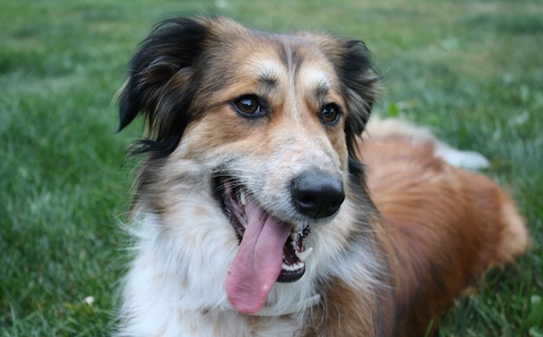 australian-shepherd-435208_640.jpg