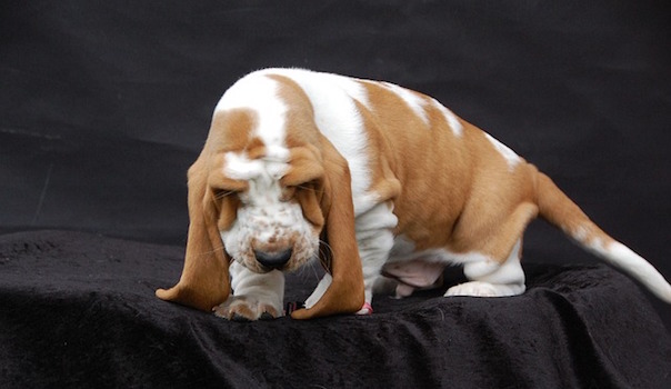 basset-514468_640.jpg