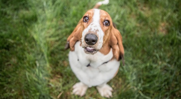 basset-hound-3858170_1280.jpg