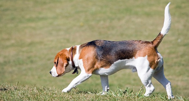 beagle-164930_640.jpg