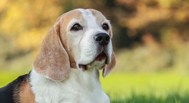 beagle-4168817_640.jpg