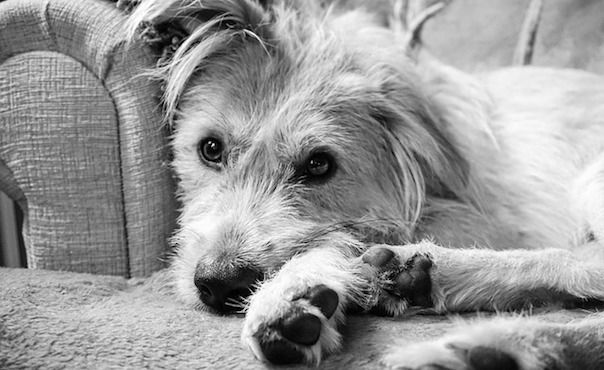 bella-2133886_640.jpg
