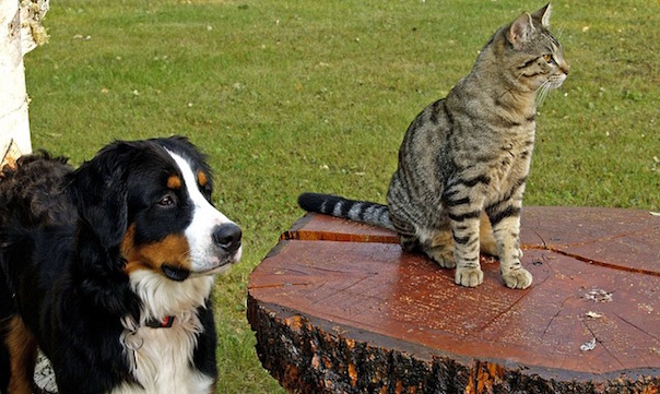 bernese-mountain-dog-111878_640.jpg