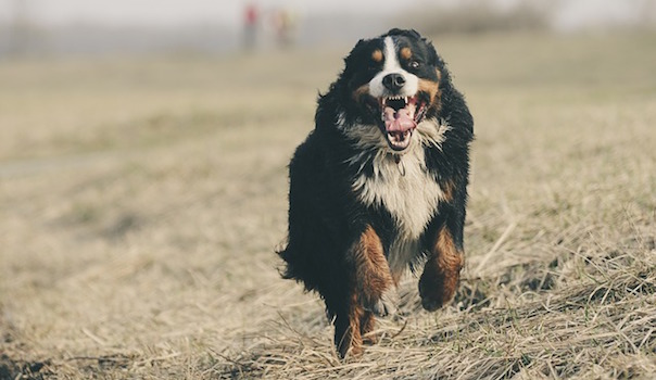 bernese-mountain-dog-1935025_640.jpg