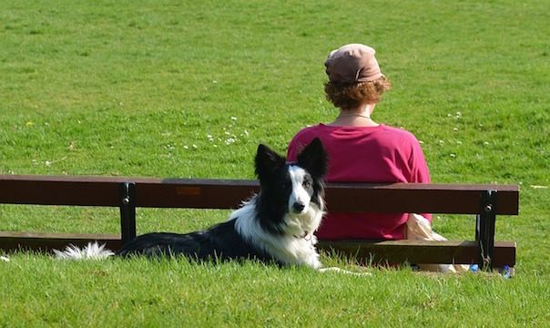 border-collie-1541852_640.jpg
