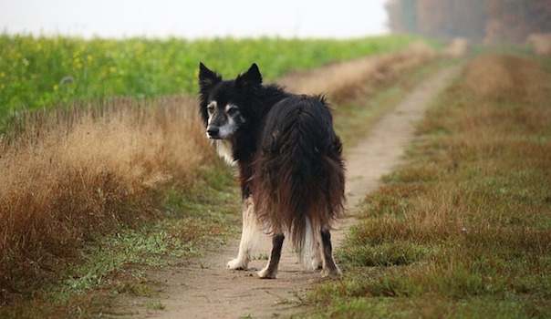 border-collie-1817750_640.jpg