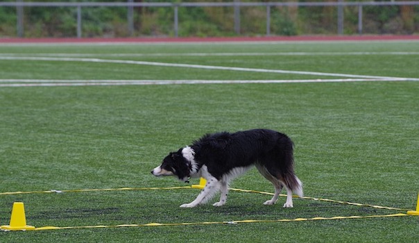 border-collie-2882173_640.jpg