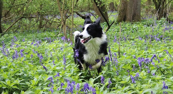 border-collie-3533062_640.jpg