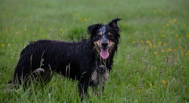 border-collie-4215827_640.jpg