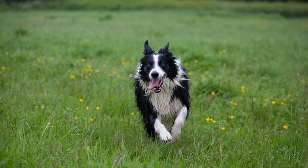 border-collie-4215829_640.jpg