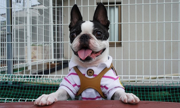boston-terrier-2007686_640.jpg