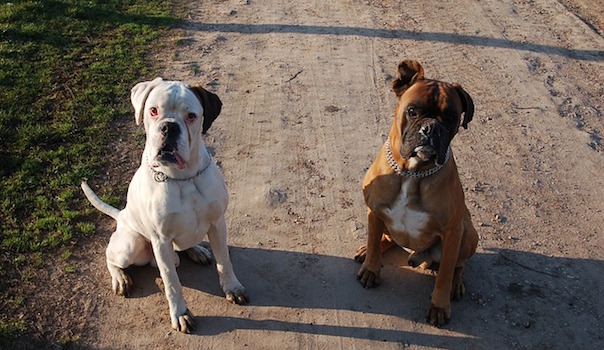boxers-2300605_640.jpg