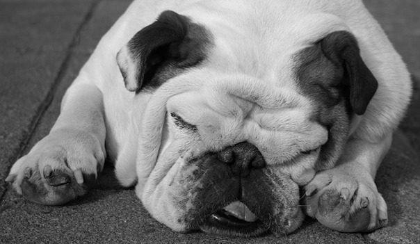 bulldog-1720562_640.jpg
