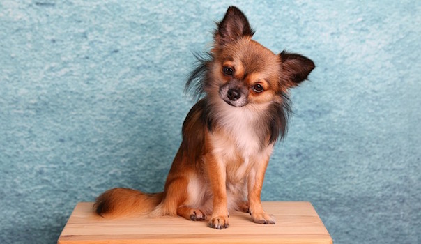 chihuahua-1850477_640.jpg