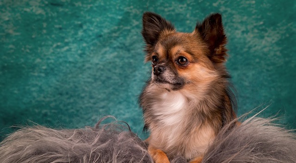 chihuahua-1936926_640.jpg
