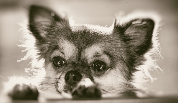 chihuahua-1953224_640.jpg