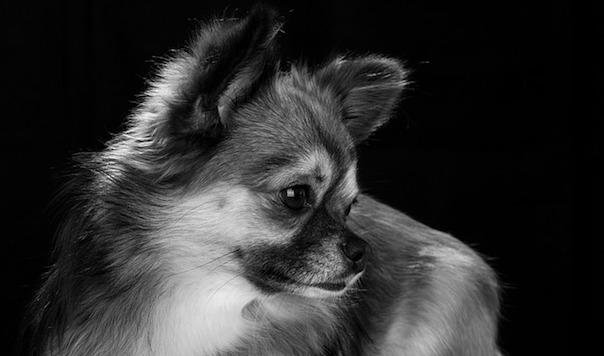 chihuahua-2089221_640.jpg