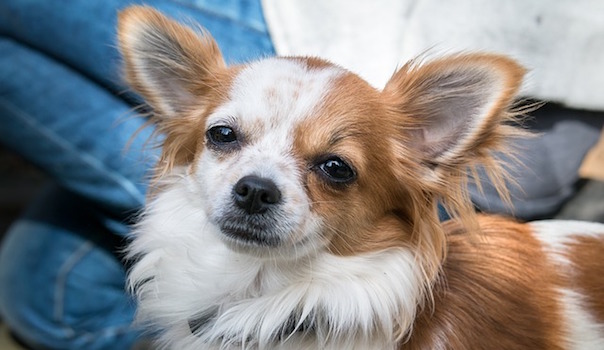 chihuahua-2137819_640.jpg