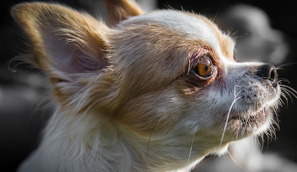 chihuahua-2140500_640.jpg