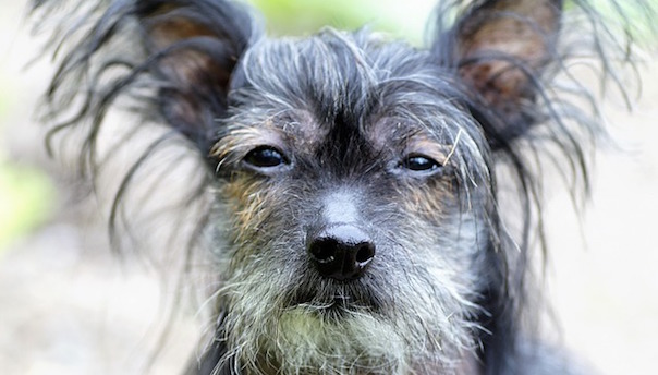 chinese-crested-dog-2295968_640.jpg