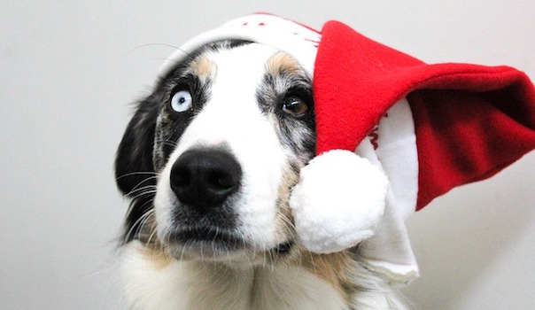 christmas-1874257_640.jpg