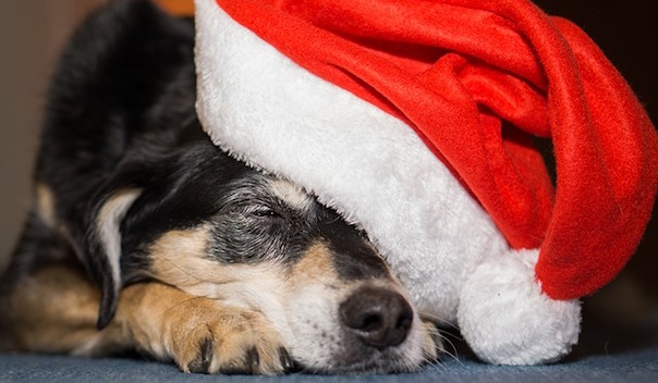 christmas-2310176_640.jpg